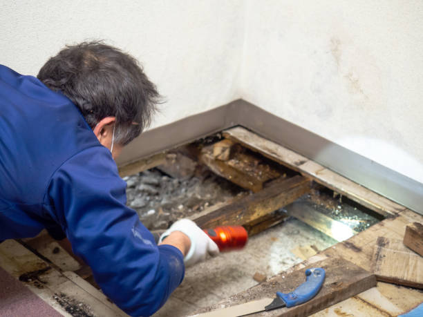 Mold Removal and Inspection in Colonia, NJ