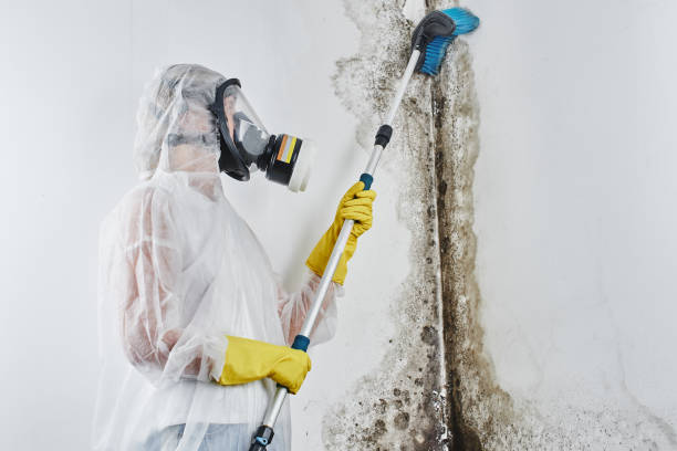 Office Mold Removal Services in Colonia, NJ
