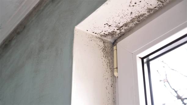 Best Mold Removal and Inspection  in Colonia, NJ